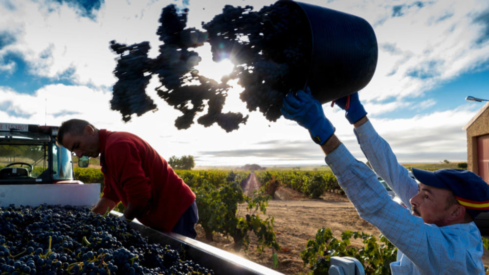 Tempranillo – das Rückgrat der Ribera-Weine