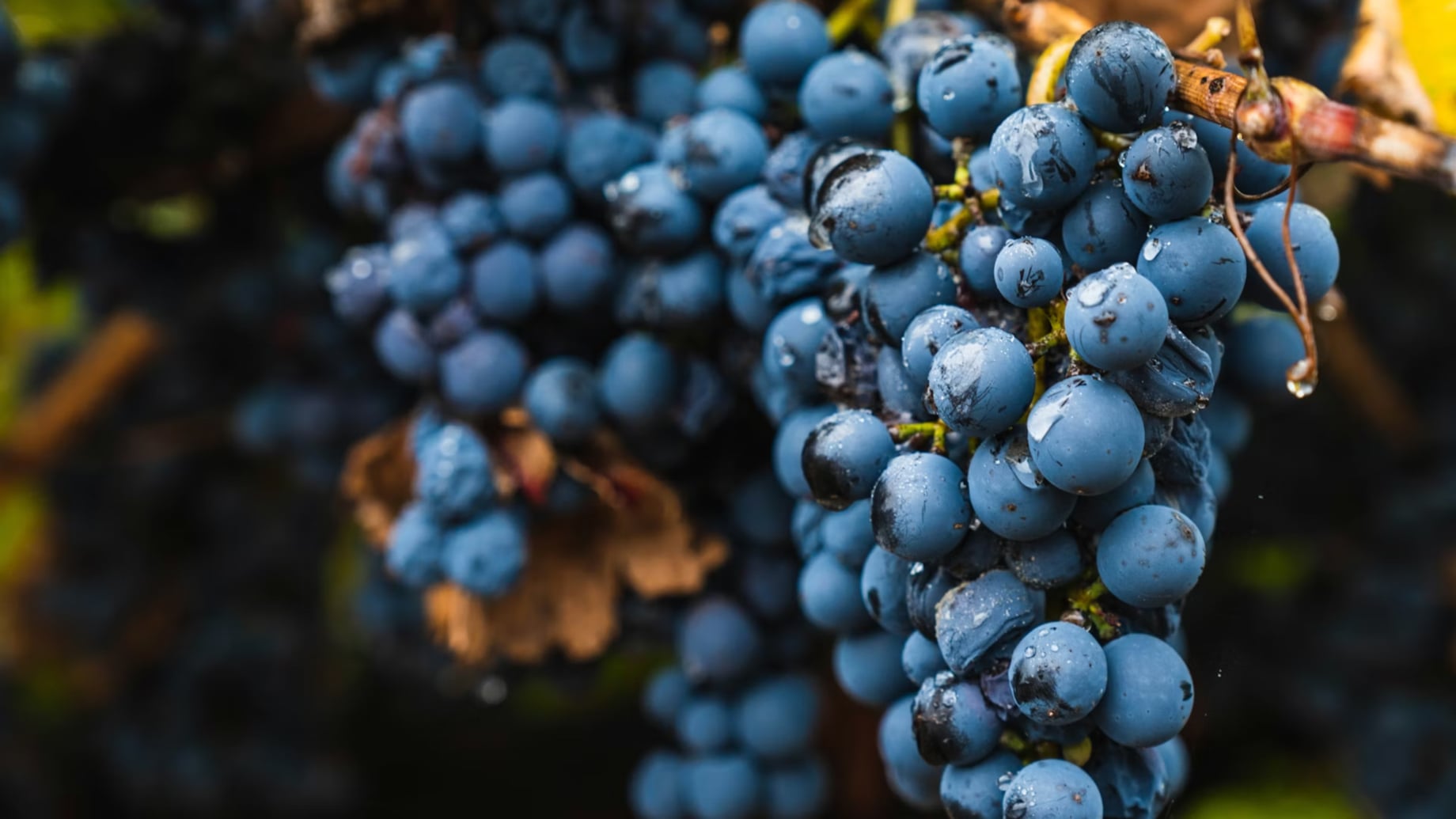 Malbec, Wein, Rebsorte