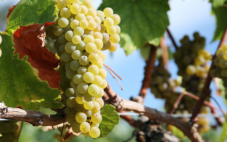 Faszination Weißes Burgund - Masterclass