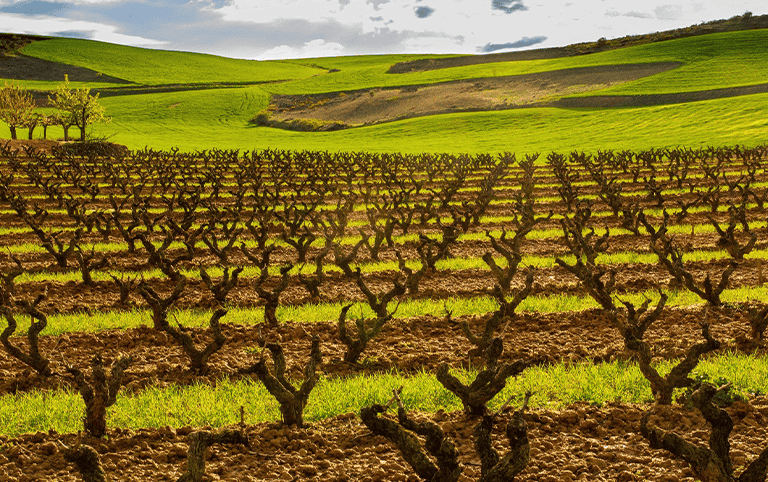 Genussvolle Entdeckungsreise in die Ribera del Duero