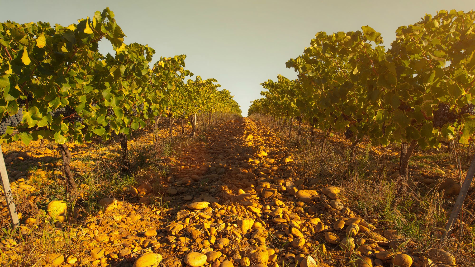 Frankreich, Wein, Rhone
