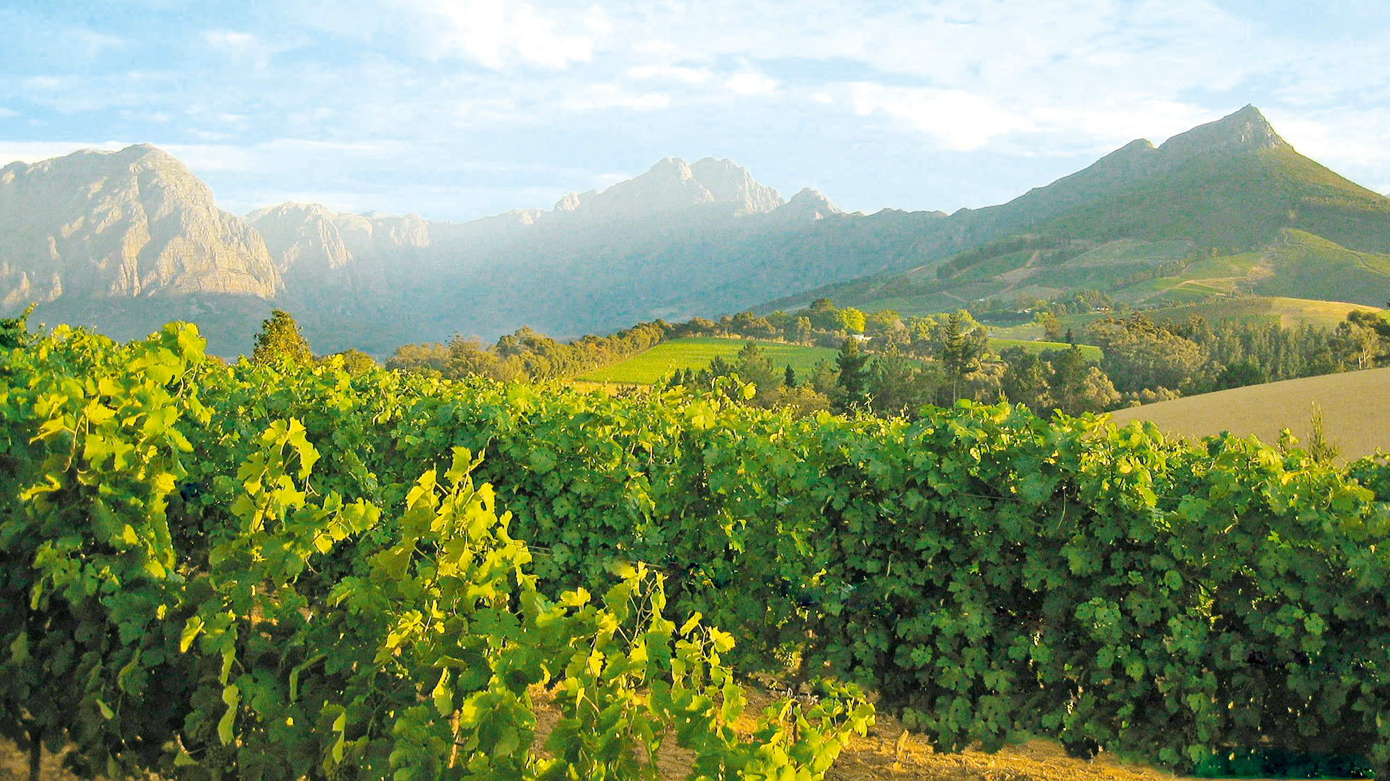 Südafrika, Stellenbosch, Wein