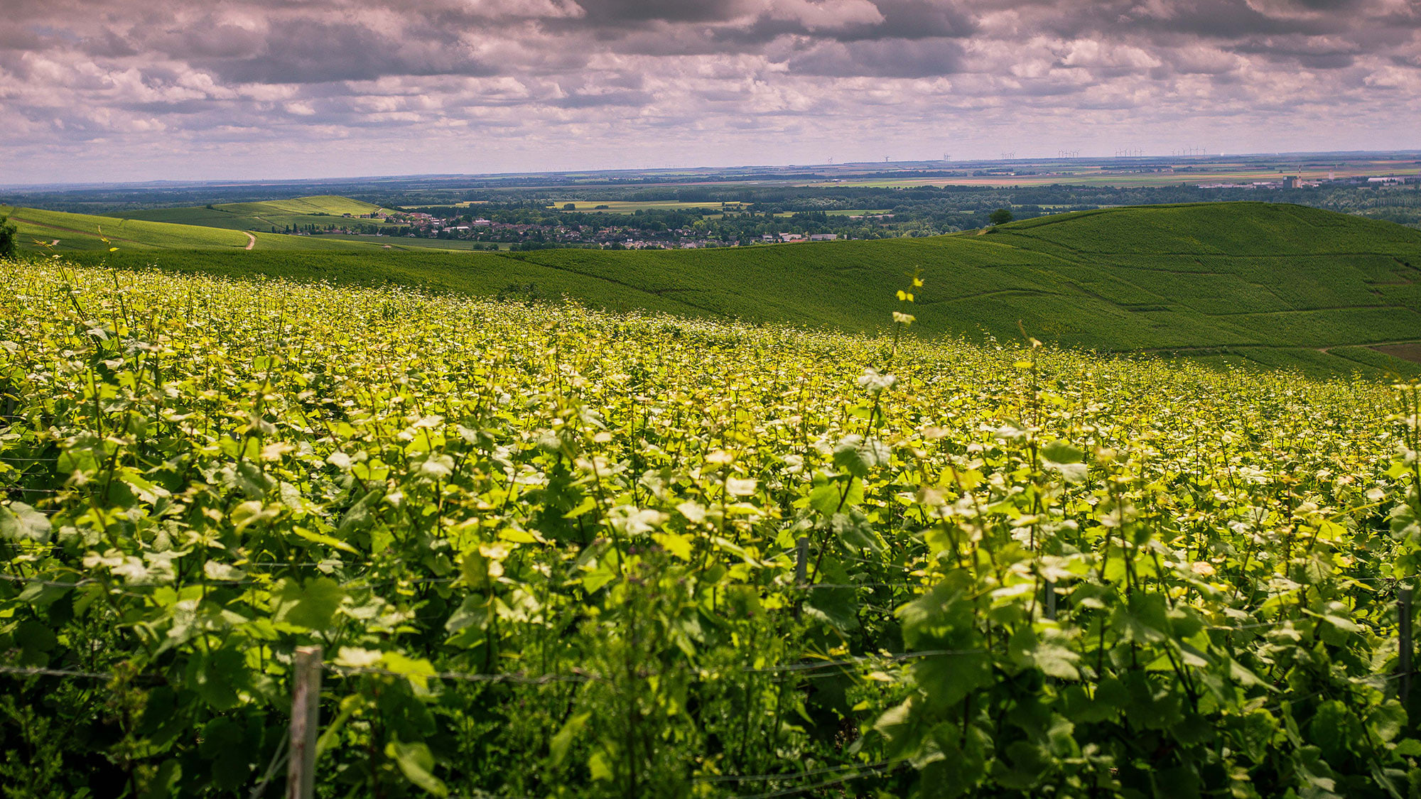 Die Champagne in ganzer Pracht
