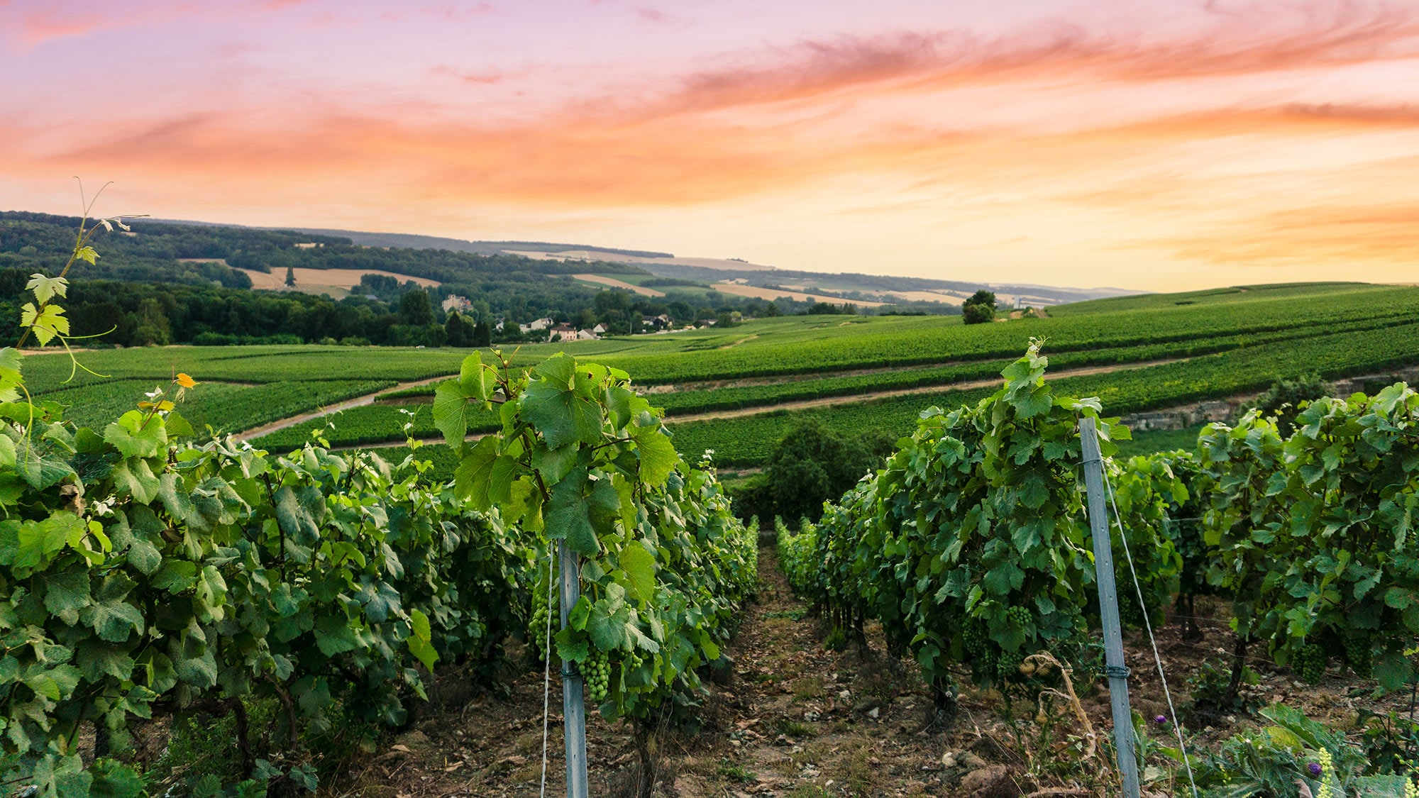 Malerische Reblandschaft in der Champagne