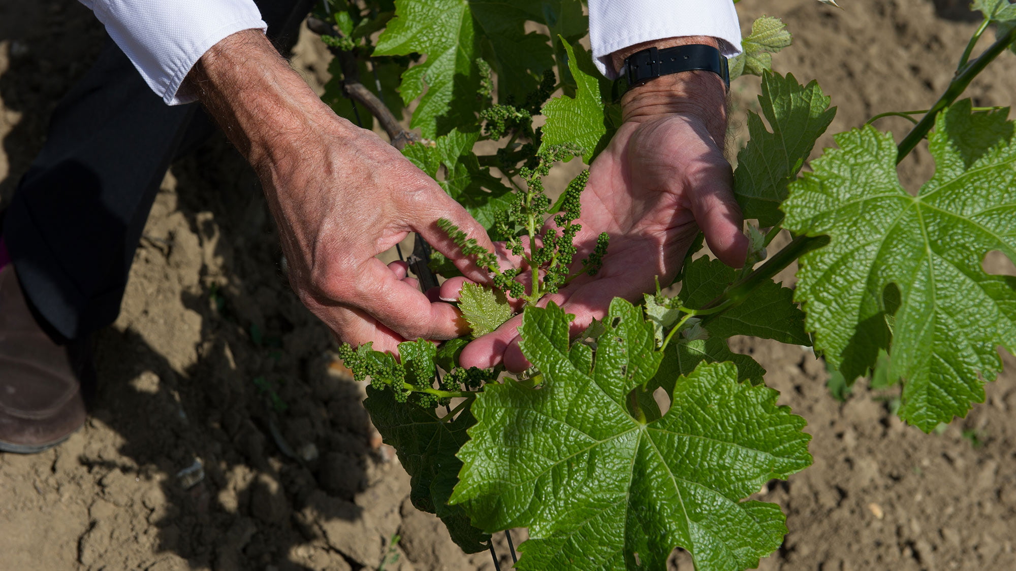Handarbeit dominiert im Weinberg