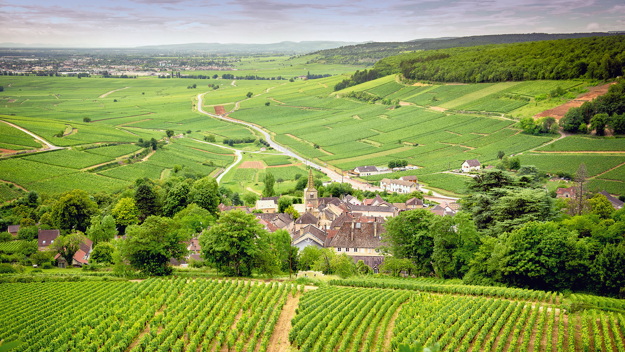 Weinbau im traumhaften Burgund