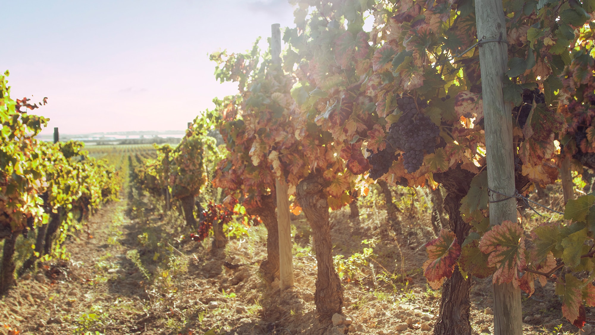 Terroir in jeder Wurzel