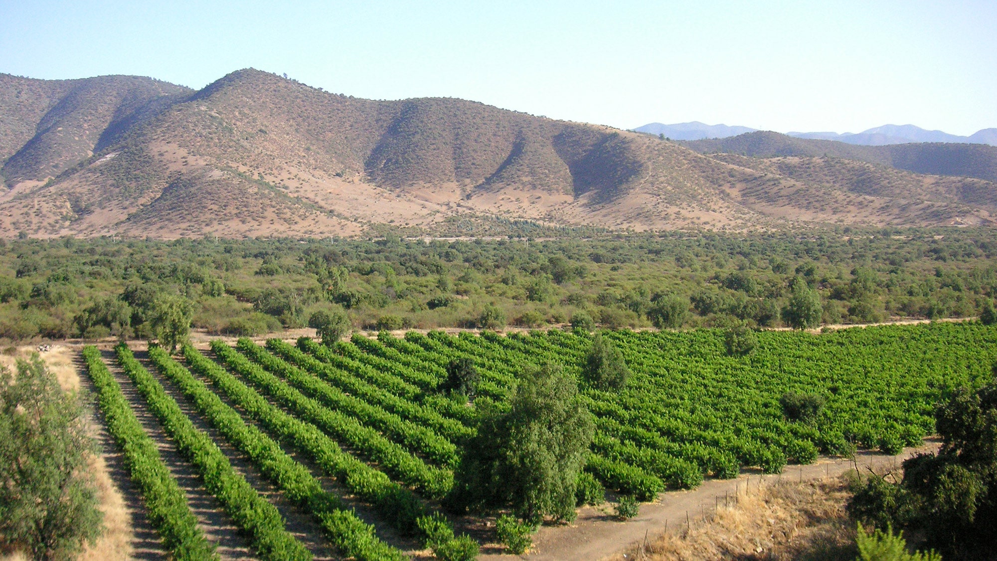 Weinbau zwischen Anden und Pazifik