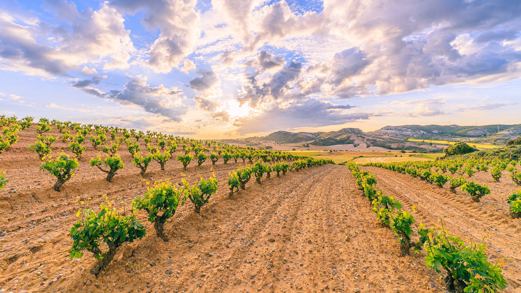 Sonnenaufgang über der Ribera del Duero