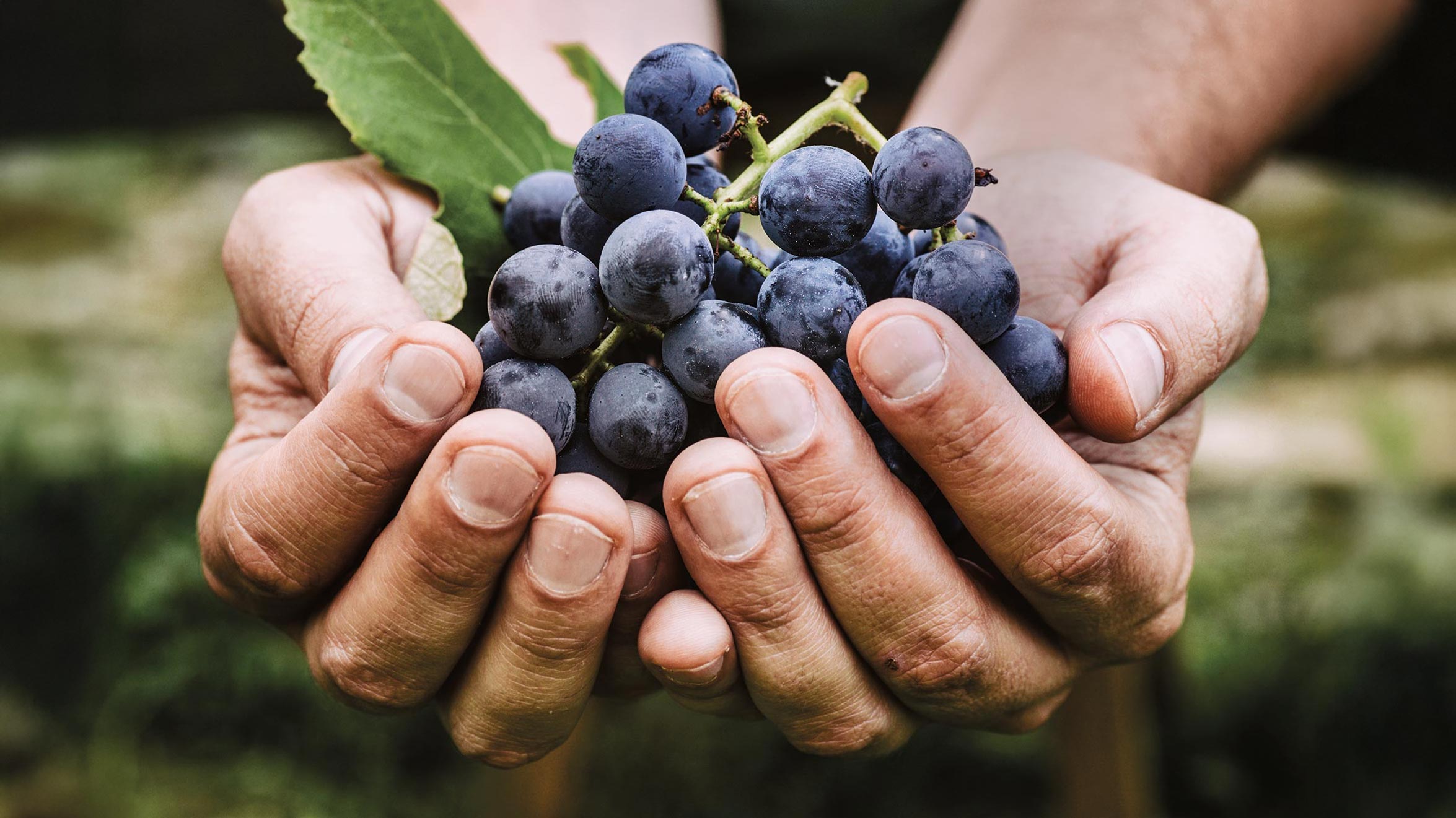 Trauben und Handarbeit