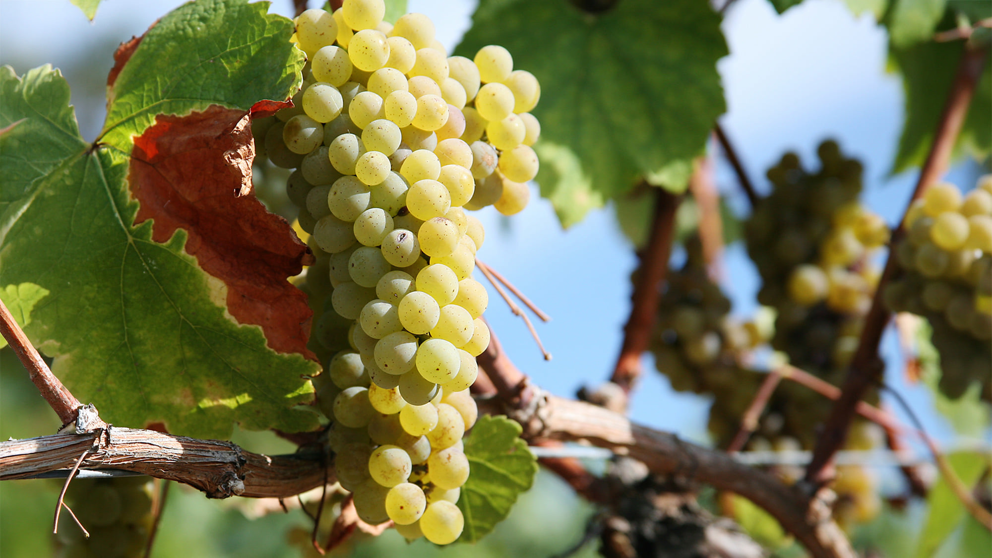 Edle Chardonnay-Trauben