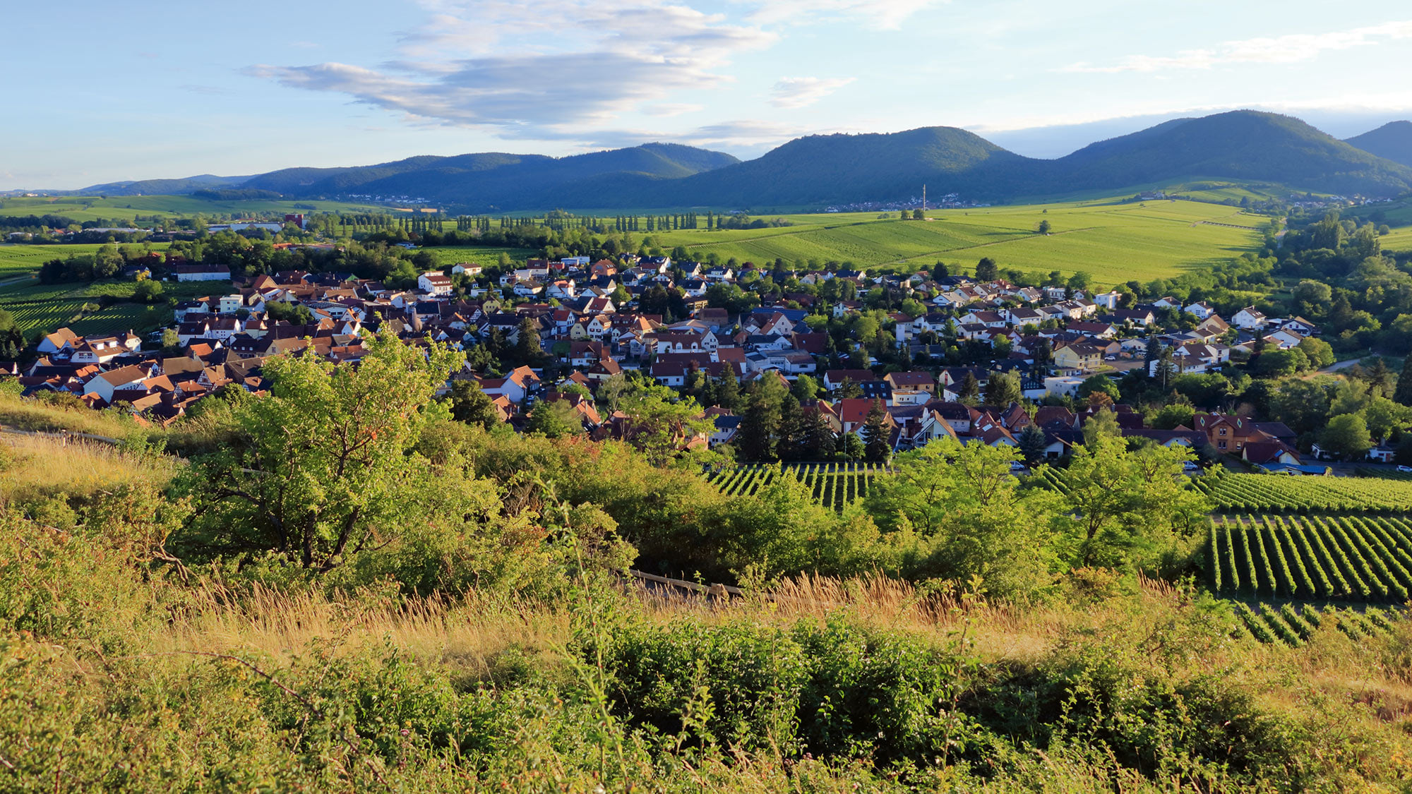Pfälzer Weinbau Tradition