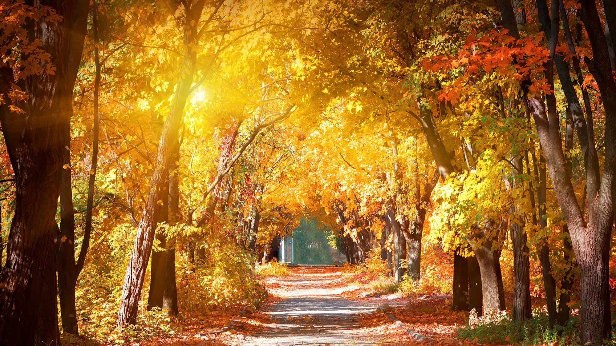 Herbst, Spätsommer, Chardonnay, Food, Pairing