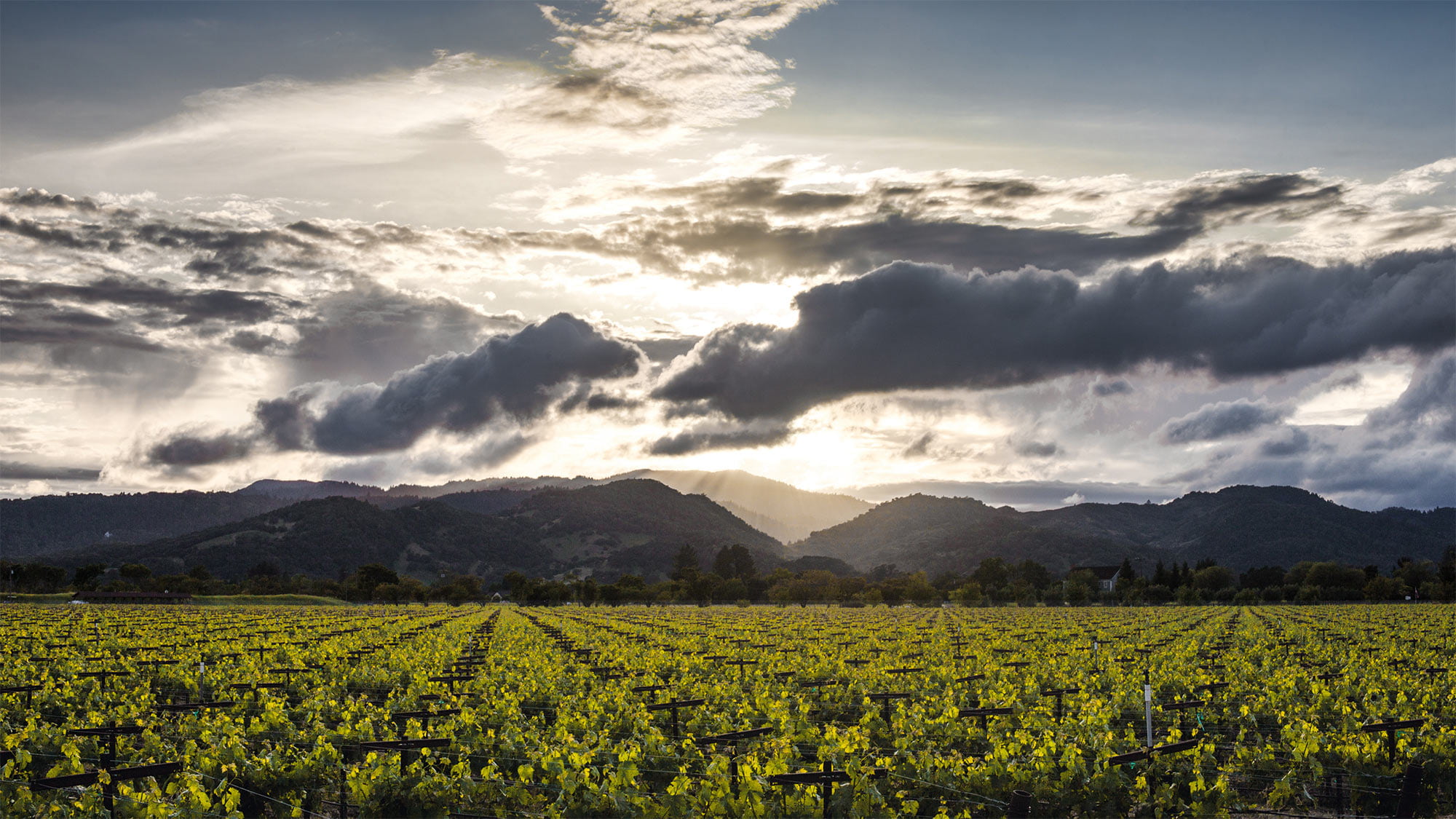 Majestätische Reblandschaft im Napa Valley