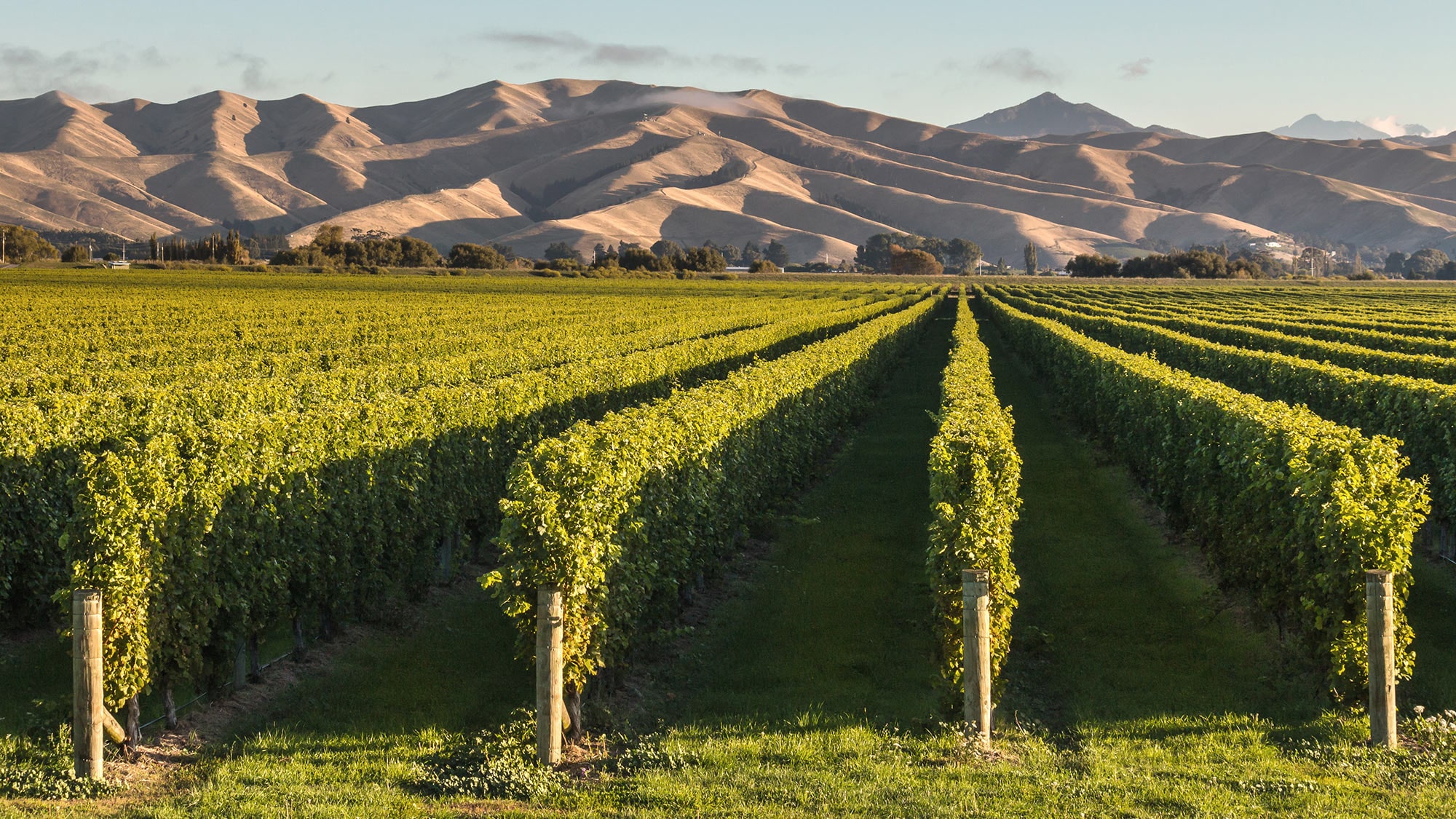Auch Neuseeland steht für hochkarätigen Weinbau
