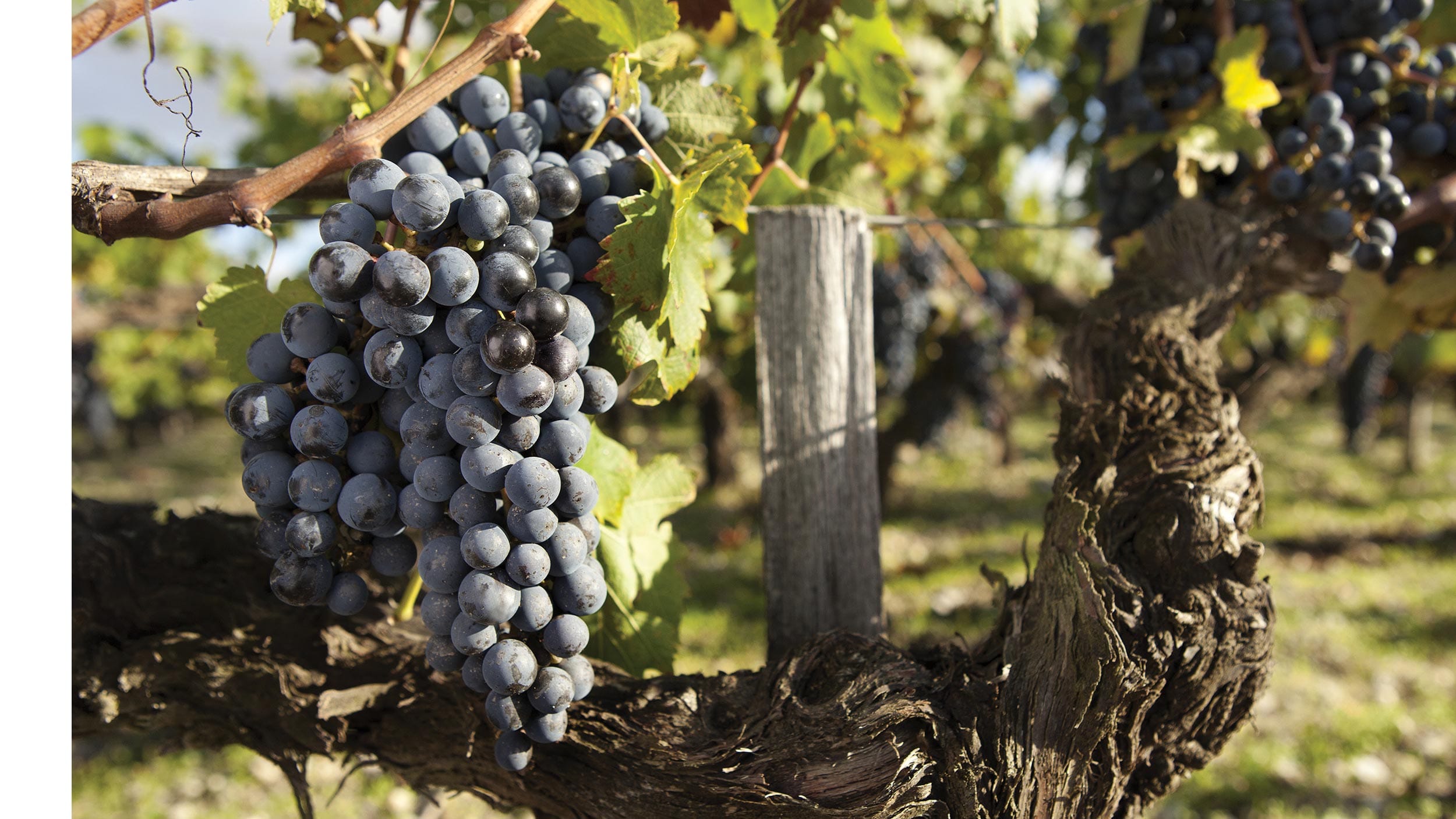 Trauben der Rebsorte Cabernet Sauvignon