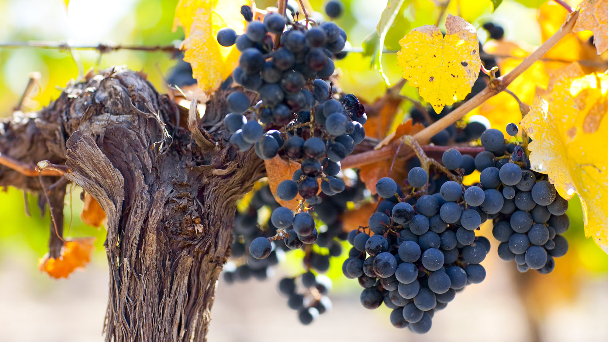 Dunkle Malbec Weintrauben