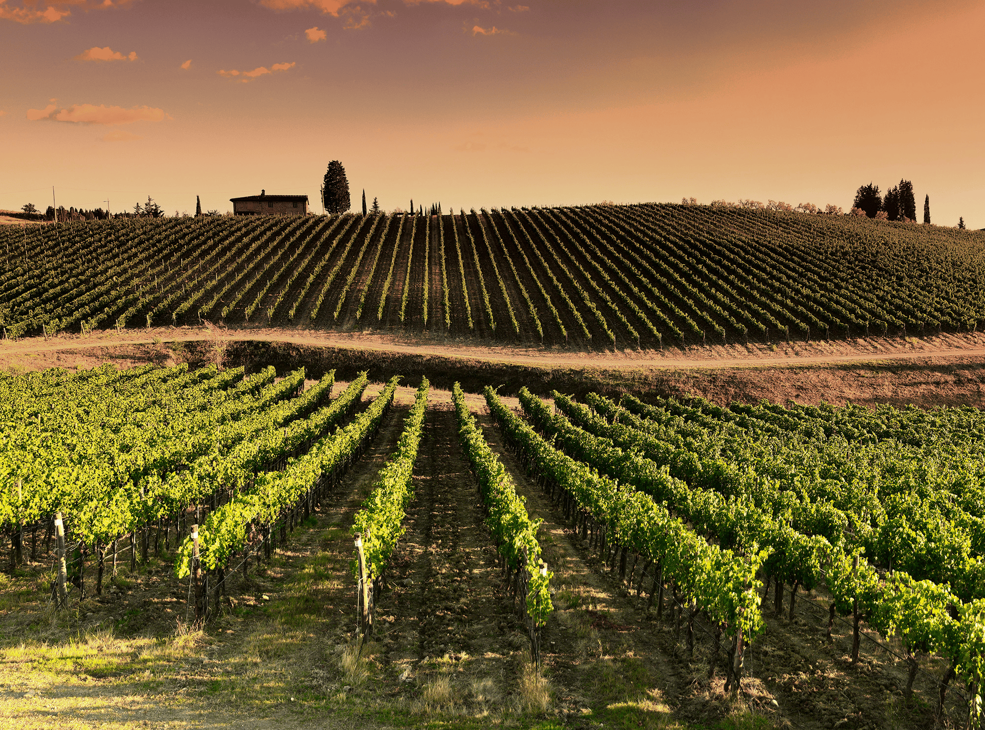 Herbst, Food, Pairing, Rotwein, Auslese