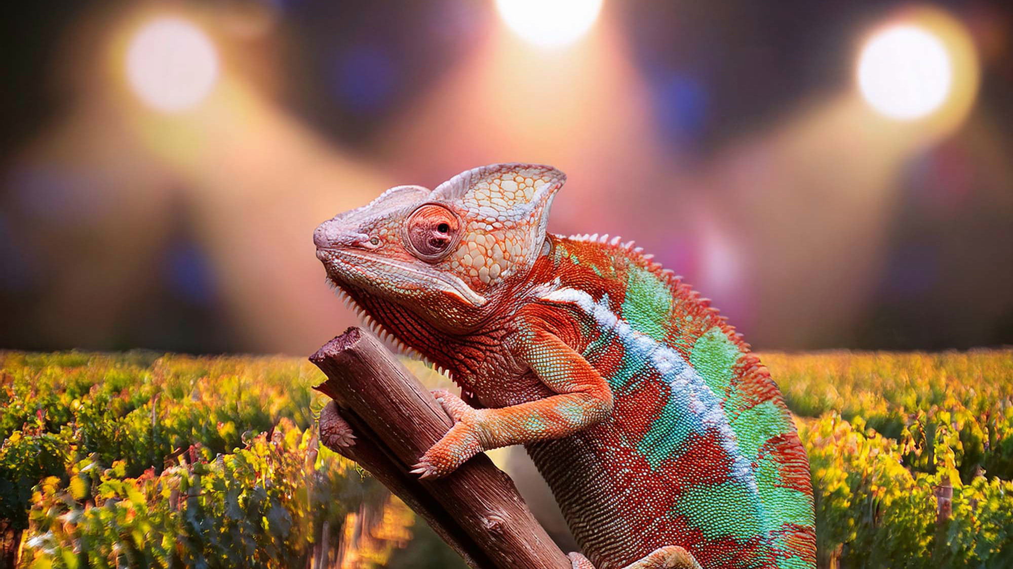 International Cabernet Sauvignon Day