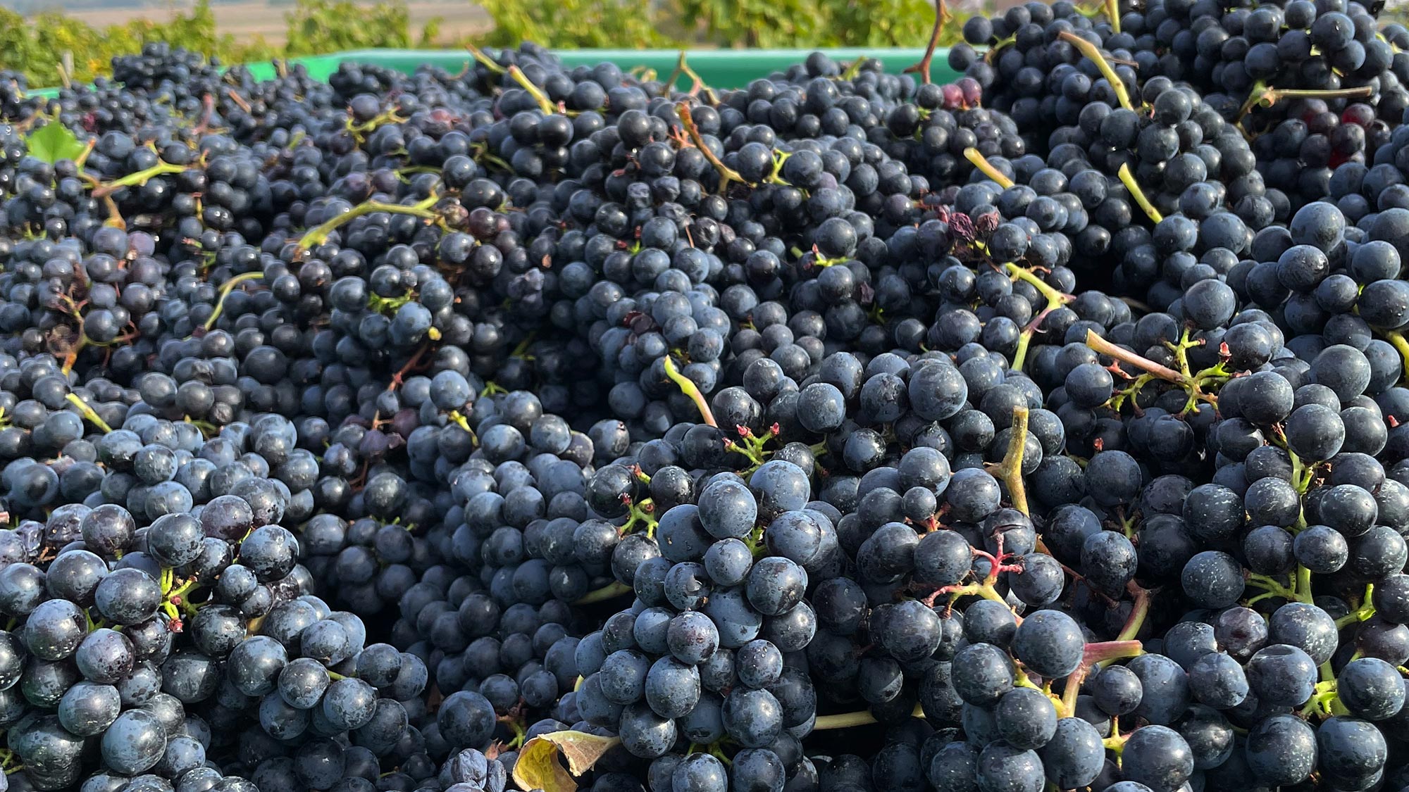 Trauben der Rebsorte Merlot