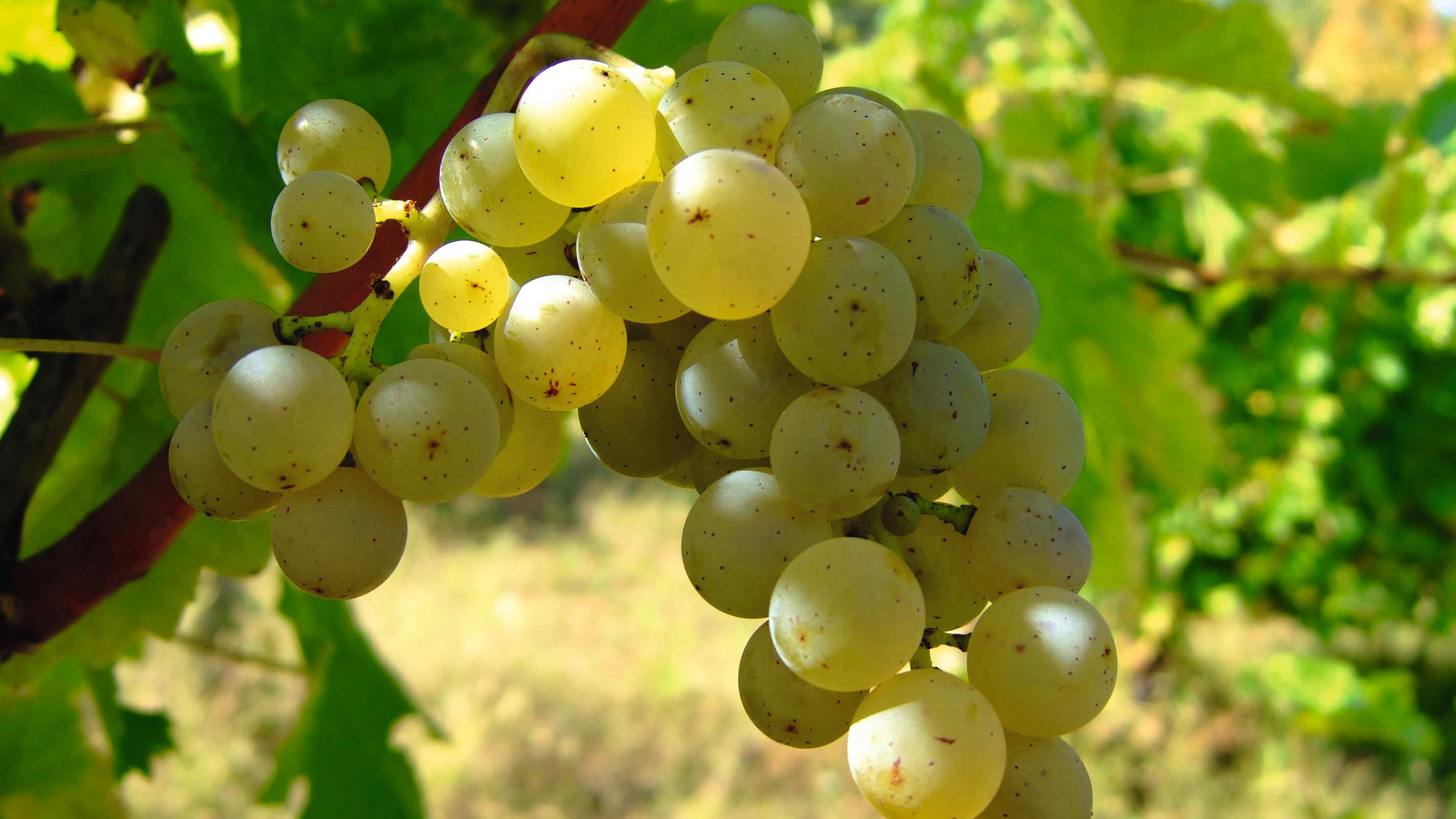 Sauvignon Blanc Traube