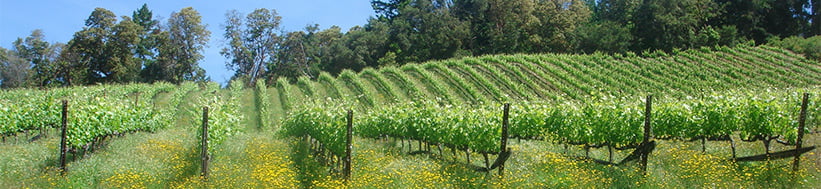Big Basin Vineyards