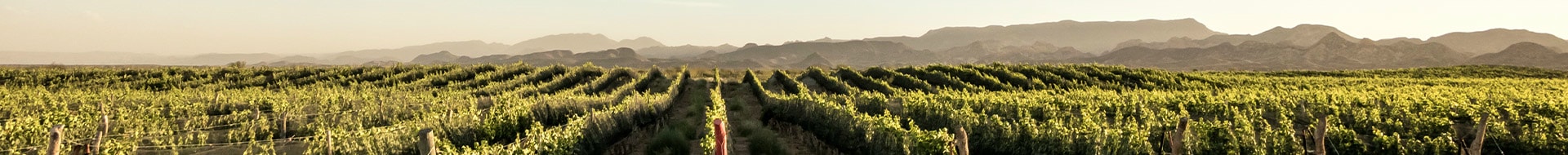Bodega Michel Rolland