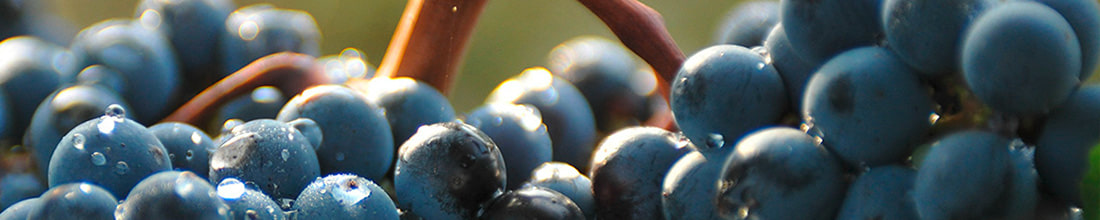 Image of Borco Markenimporte Matthiesen GmbH & Co.KG