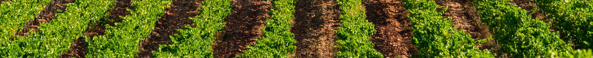 Château des Bormettes