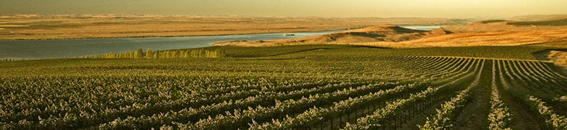 Head Winemaker Bob Bertheau