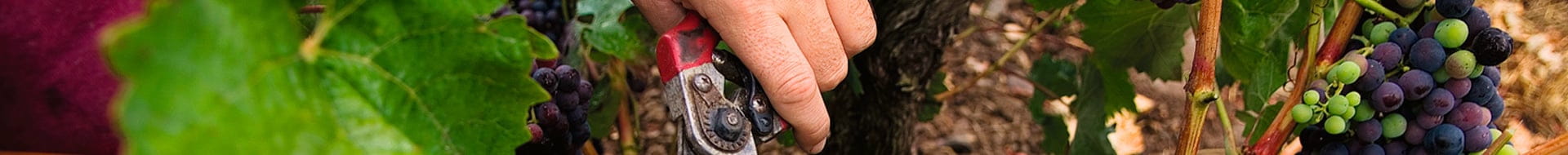 Image of Castillo de Cuzcurrita