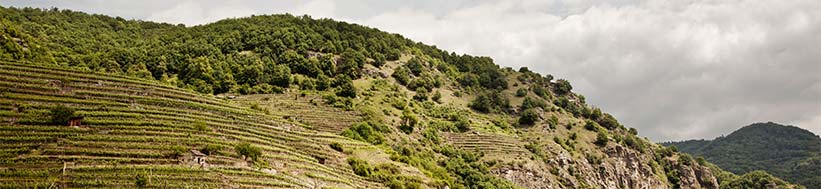 Image of F. X. Pichler