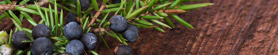 Image of Elephant Gin GmbH