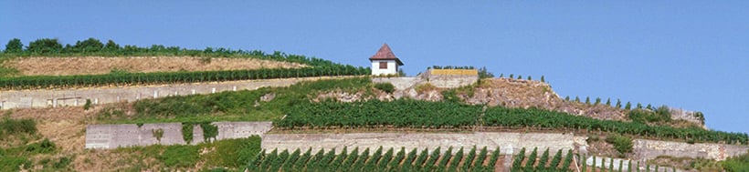 Der Ihringer Winklerberg