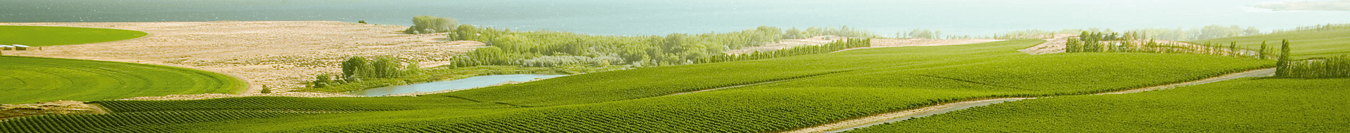 Intrinsic Wine Company