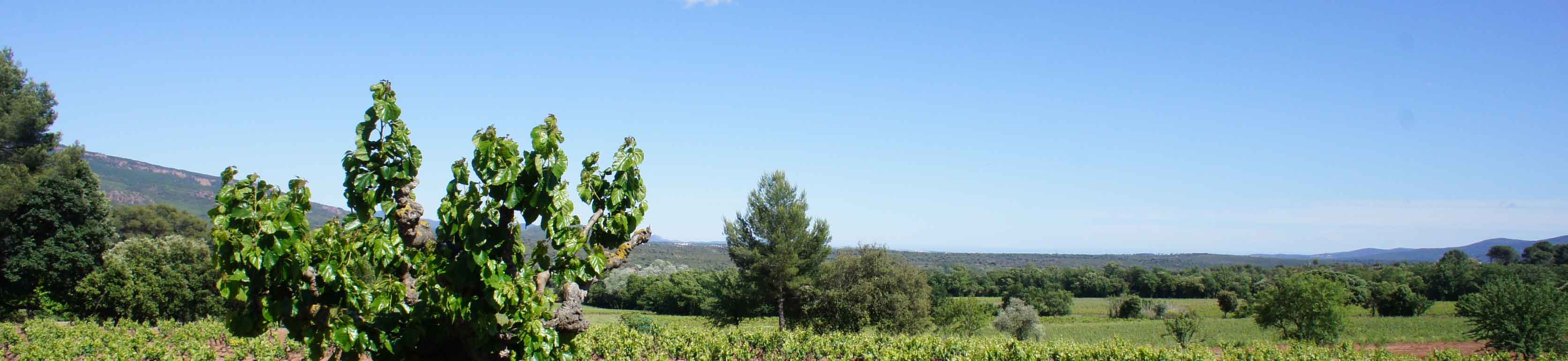 Image of Jas d'Esclans