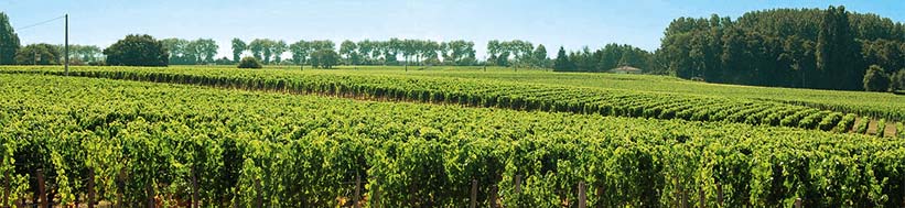 Image of Château Certan