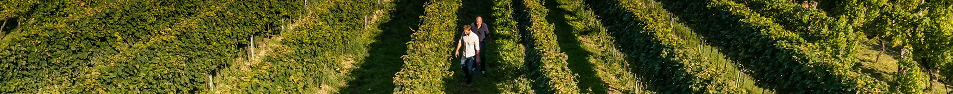 Lenzmark - New Chapter