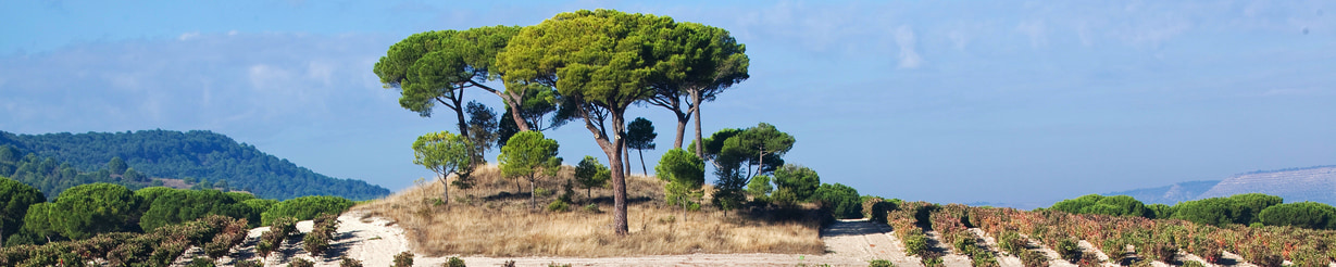 La Lonja Pinciana S.L. (Bodega Lar de Maía)