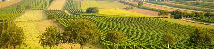 Image of Bründlmayer