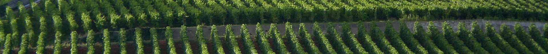 Paccot – Domaine La Colombe