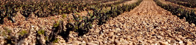 Pintia - Vega Sicilia