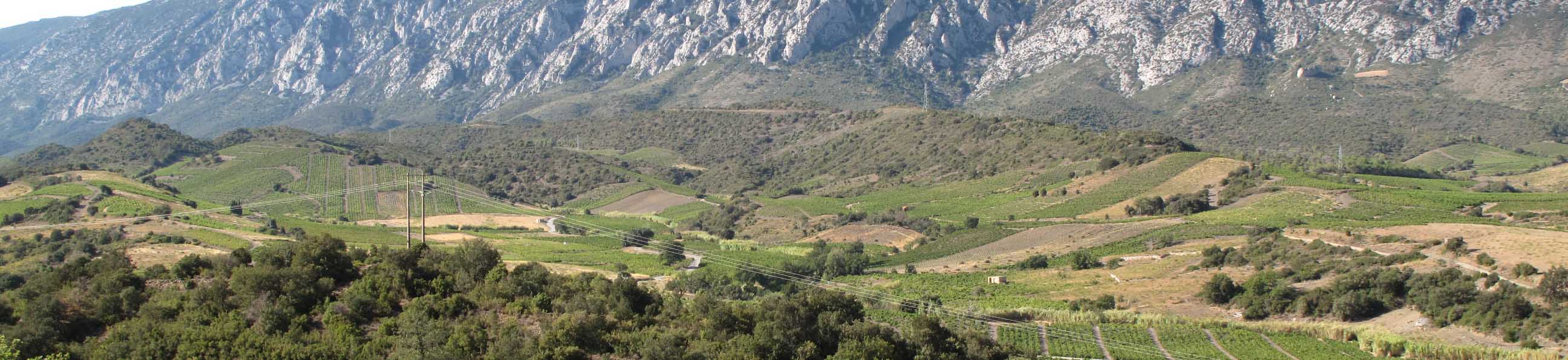 Image of Domaine Calvet-Thunevin