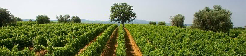 Image of Tenuta San Guido Sassicaia