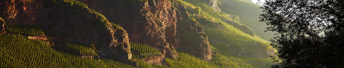 Image of Dr. Hermann