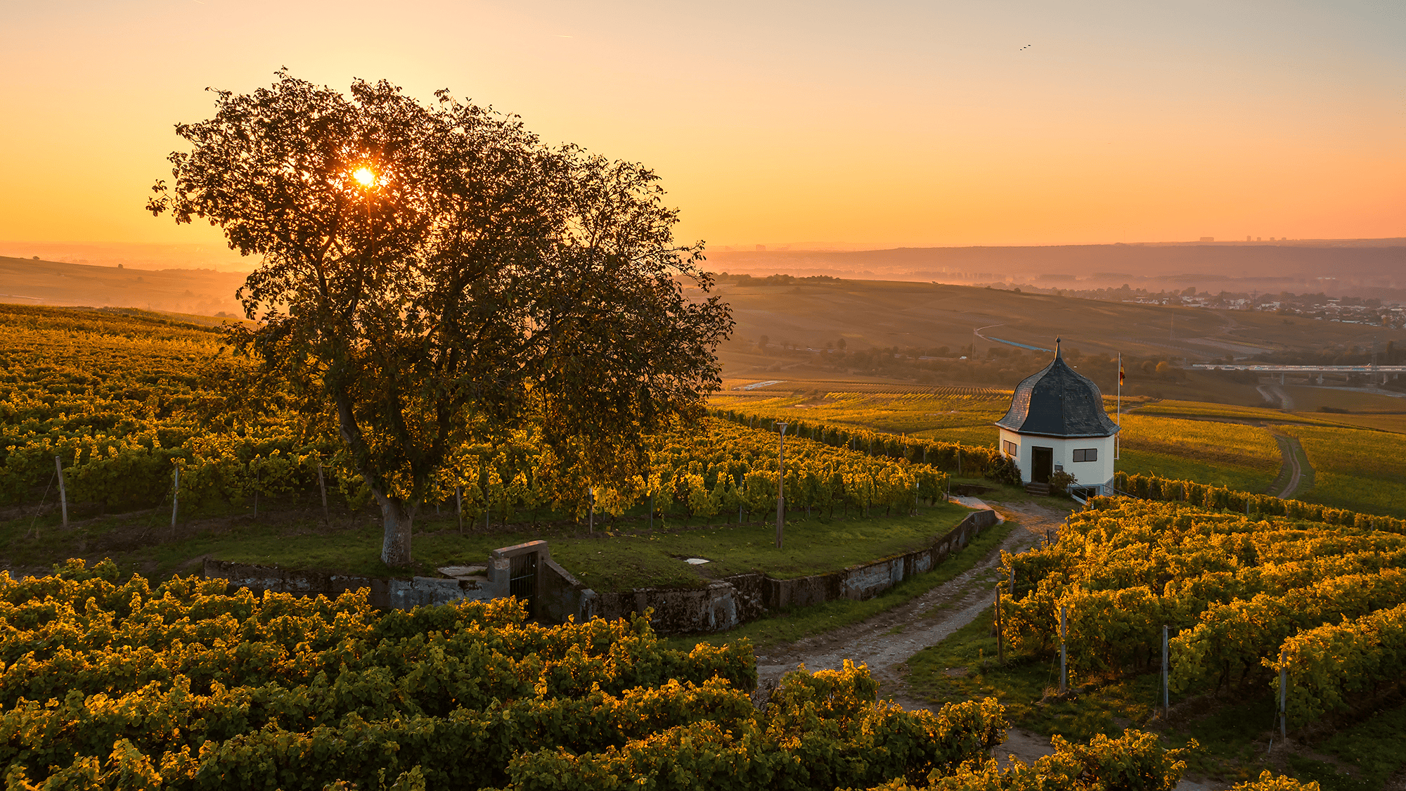 Deutschland, Wein, Jahrgang 2024