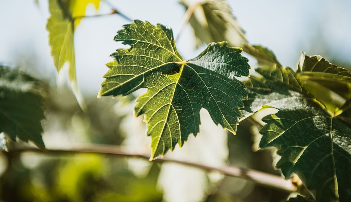 Image of Trinidad und Tobago